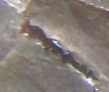 Some-Research-I-Have-Done-On-Why-No-Laminations-On-Zinc-Cents