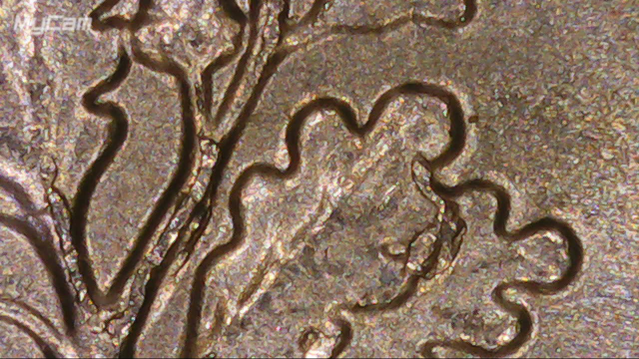 2016-P-Dime-Cracked-Die-Or-Do-I-Need-A-Tree-Surgeon-?