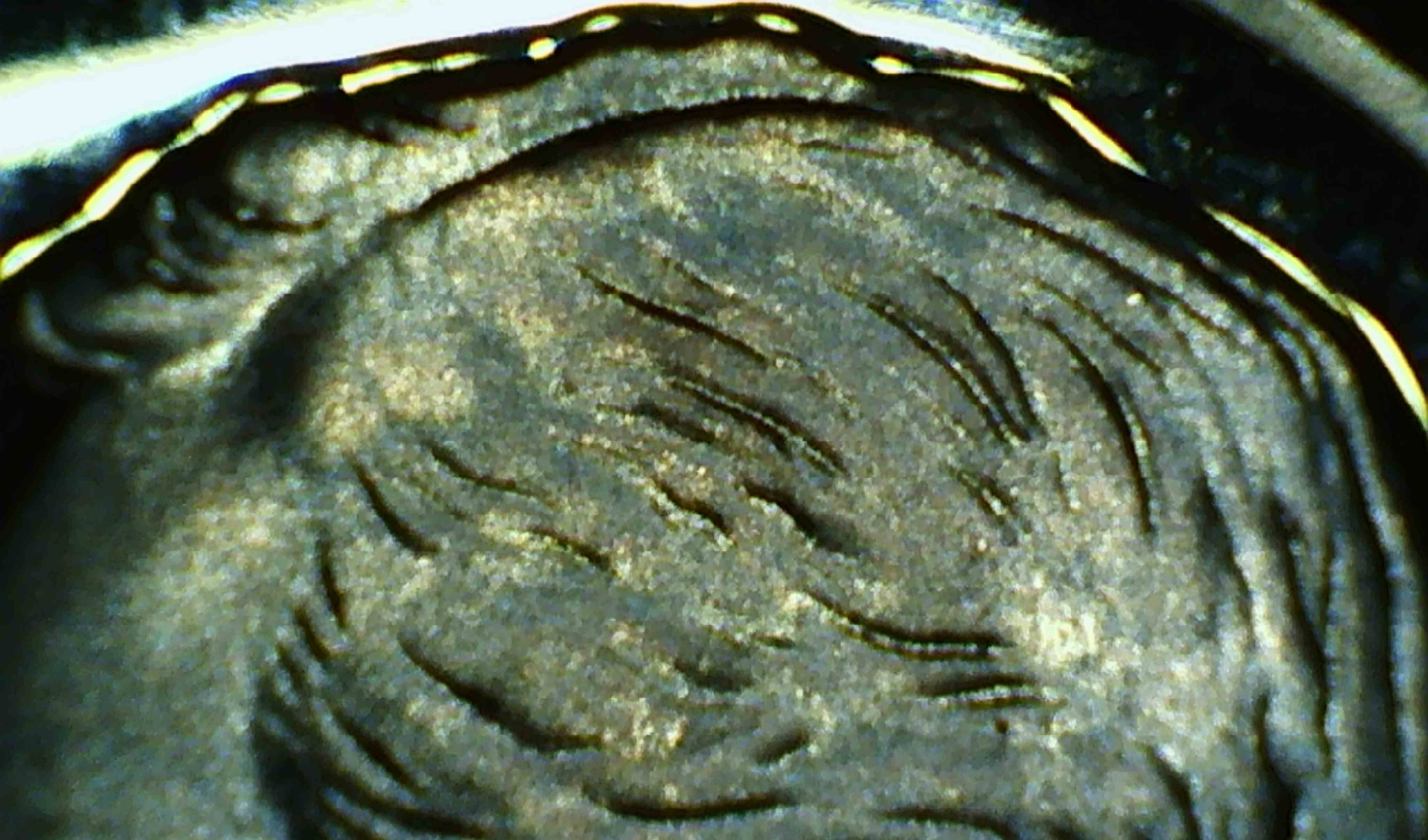 1963-Dime-Deep-Cameo-I-Believe-It-To-Be-MS-66-Or-Better.