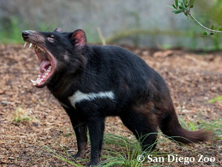 Post-Your-Coins-Featuring-Marsupials