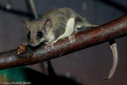 Post-Your-Coins-Featuring-Marsupials