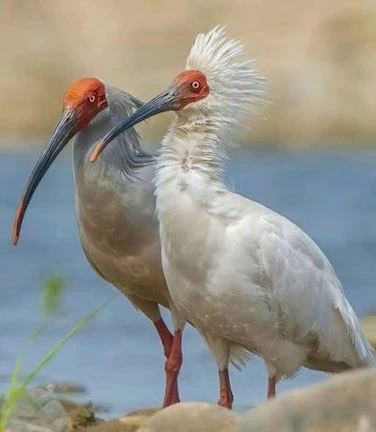 Post-Your-Bird-Coins