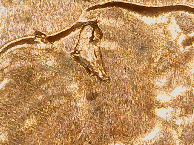 Lincoln-Cent-2010-Unique-Die-Crack