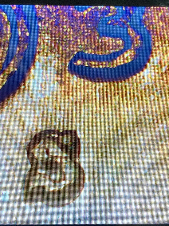 1939-S-Wheat-Cent-Penny