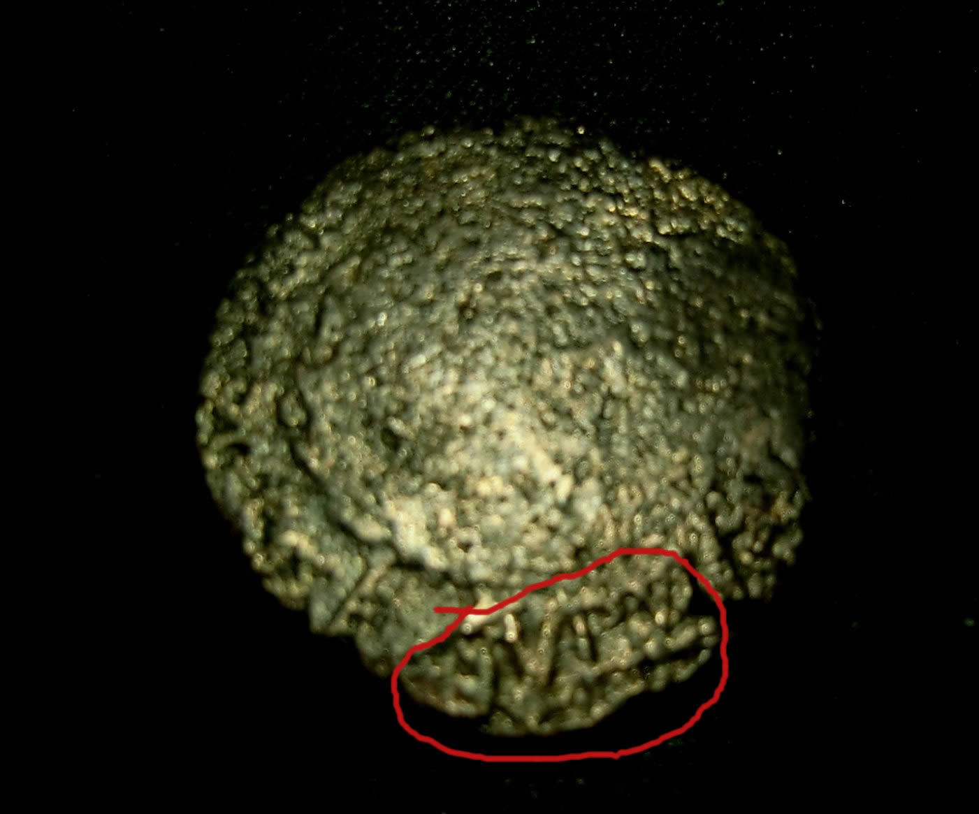 Csesar-Slug-I-Just-Cleaned