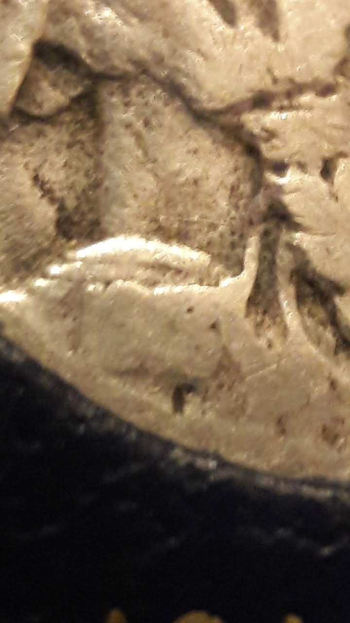 1918/17-D-Buffalo-Identification?