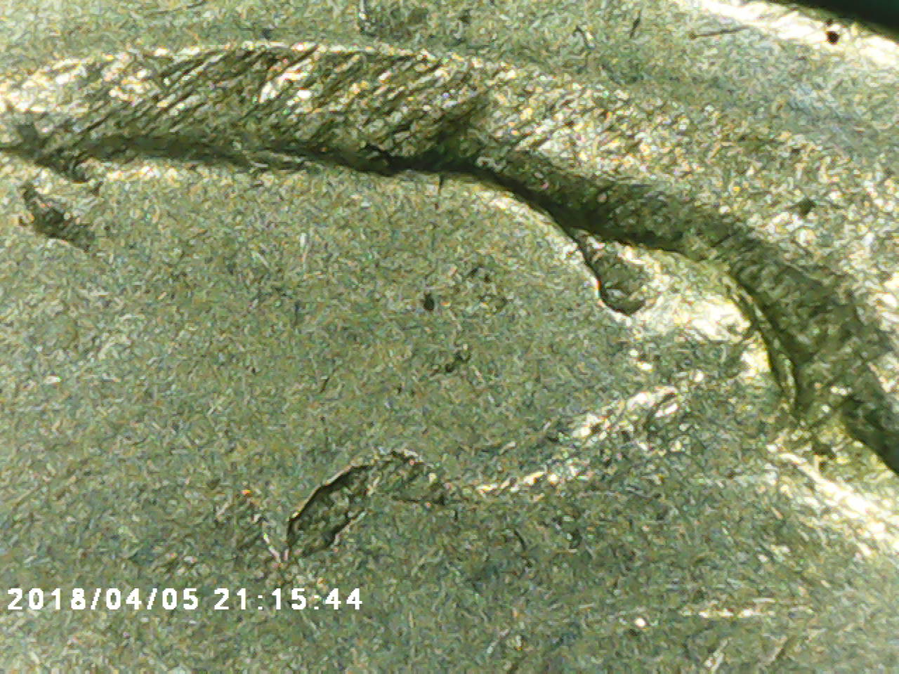 1916-DDO-Buffalo-Confirmation?