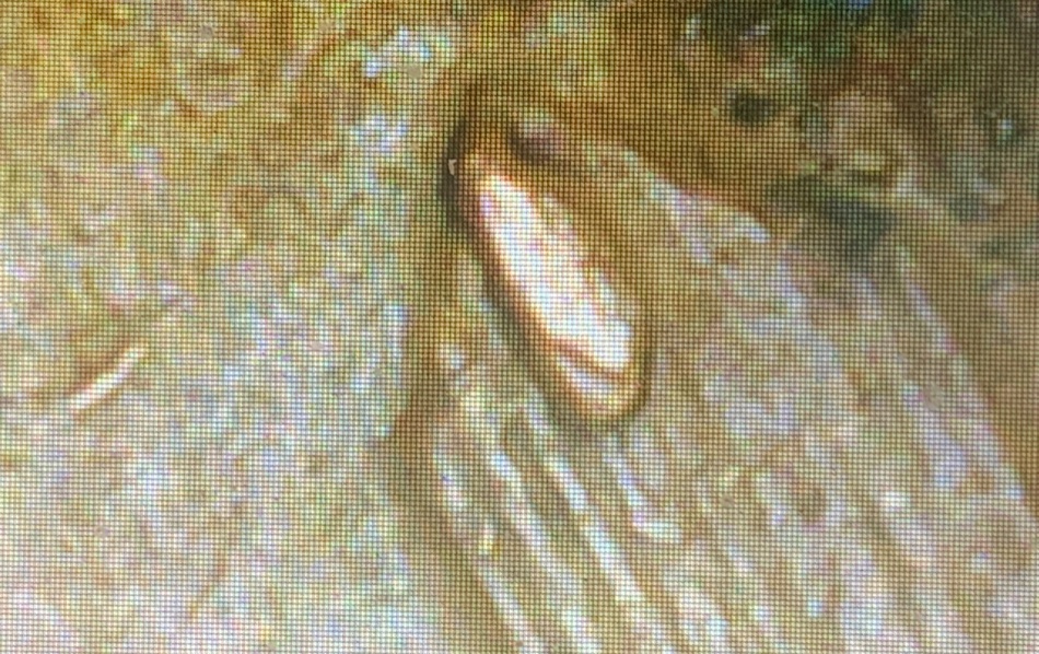 1955-Wheat-Penny-Error.