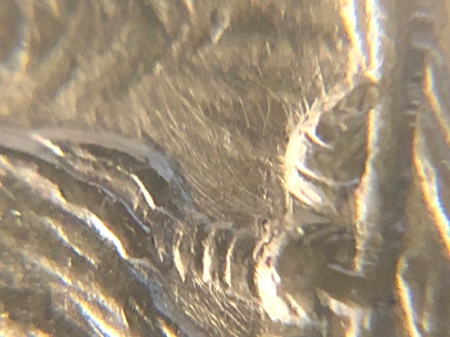1921-Morgan-Prooflike-With-What-Looks-Like-Sulfur-Spots