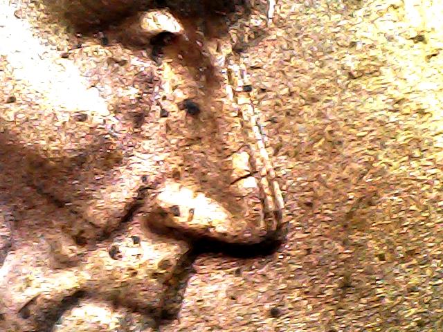 2022-Shield-Cent-Looks-Like-Mad-Die