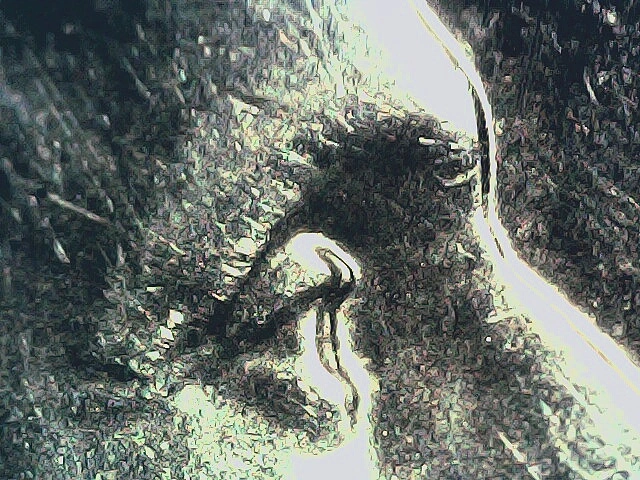 2023-P-Quarter-Doubled-Eyelid