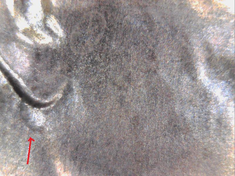 2018-Penny-Mark-Next-To-The-Ear-What-Is-It?