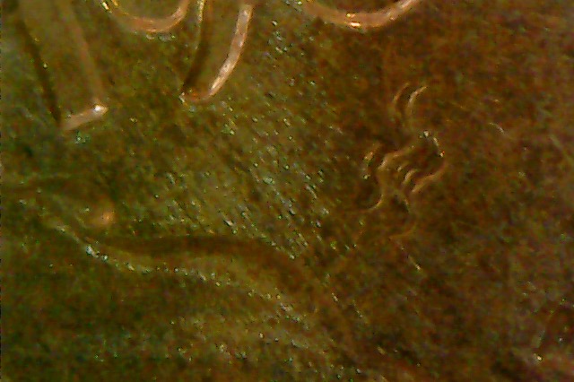 1960-Franklin-Half-Dollar--Strange-Mint-Mark-Error