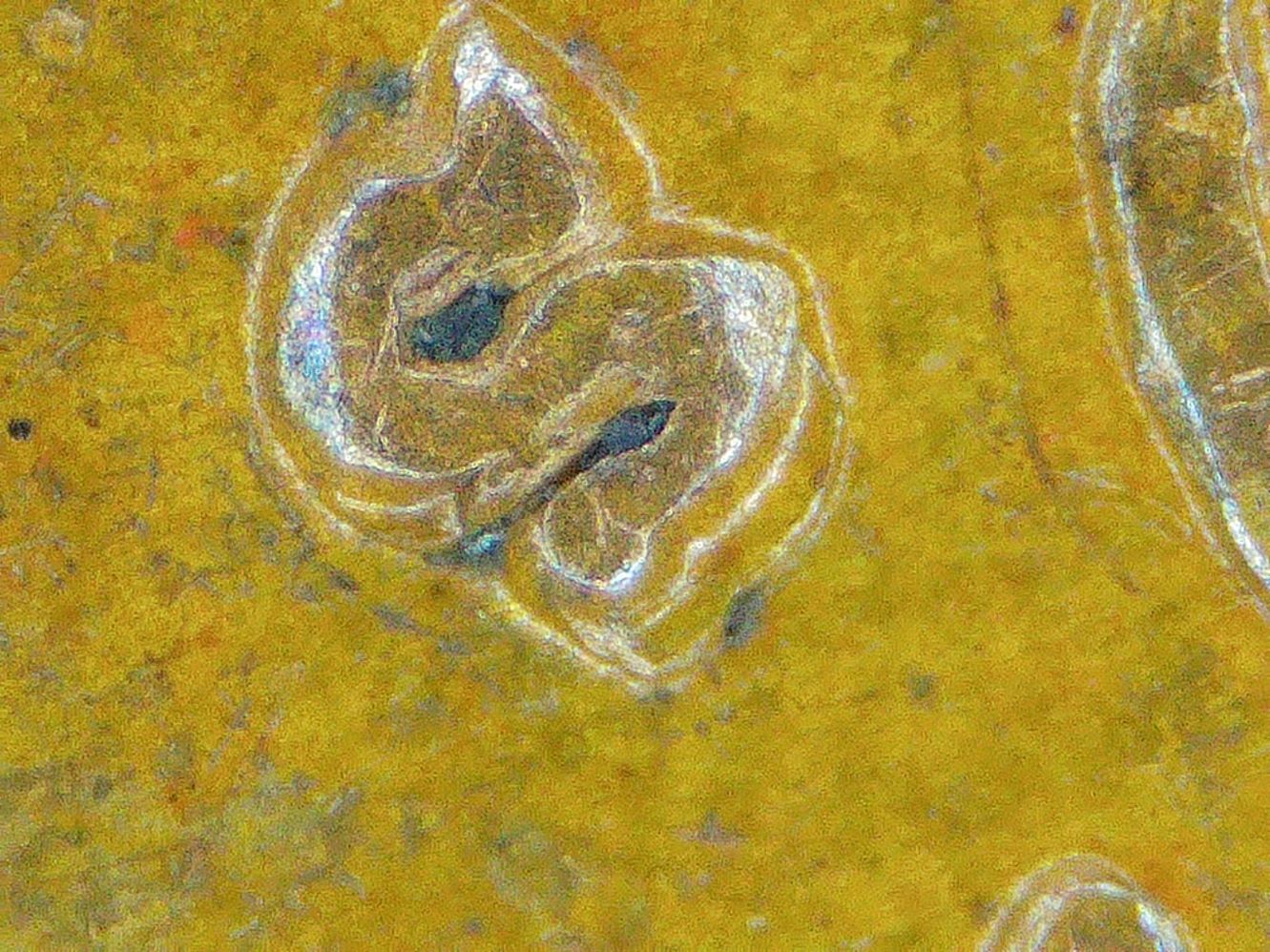1941-S-Wheat-Penny.-Very-Odd-Mint-Mark