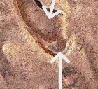 1999-Lincoln-Memorial-Penny-Doubled-Ear-Lobe?