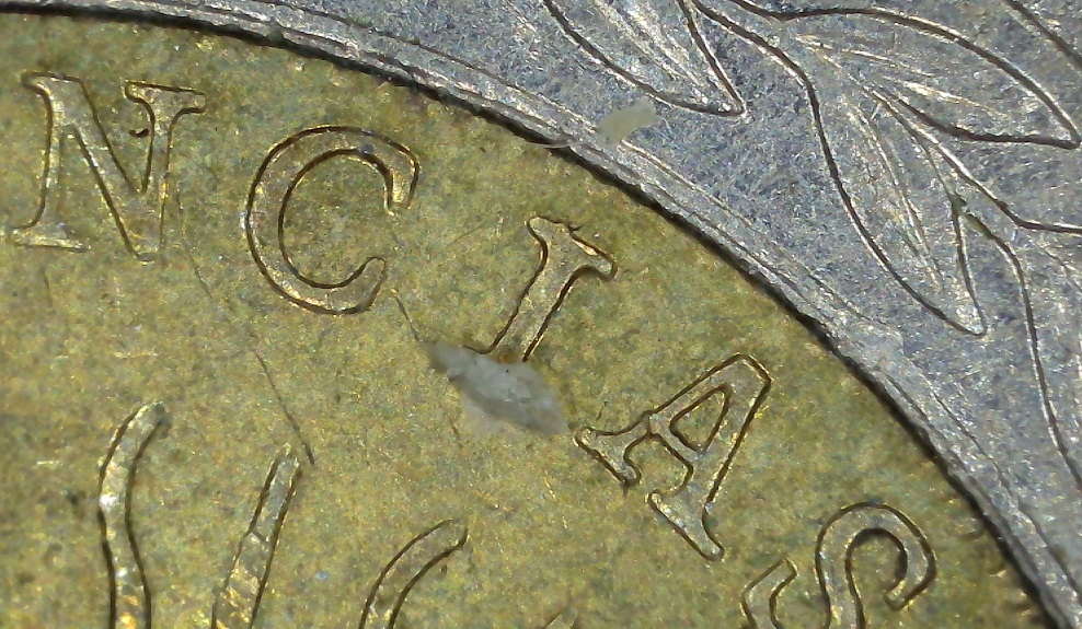 Post-Your-Coins-With-Spelling-Errors