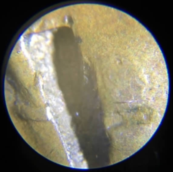 No-Date-Wheat-Penny.
