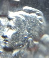 Grade-A-Head-Only---Sl50c