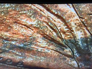 1998-One-Cent-Jacket,-Face-And-Nose-Any-Thoughts?