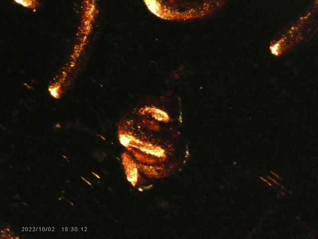 1983-Proof-Penny-Possible-RPM?