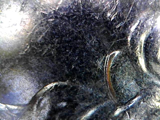 2016-S-Kentucky-?is-This-A-Doble-Ear-Or-MD.-Espert-Help-Please-Comment