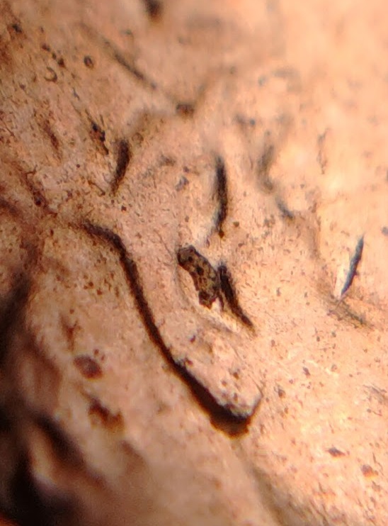 2022-P-Lincoln-Cent.-A-Look-At-The-Tip-Of-The-Nose.