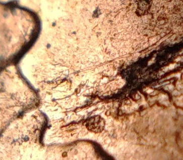 2020-P-Lincoln-Cent--Struck-Through-An-Unknown-Long-Oval