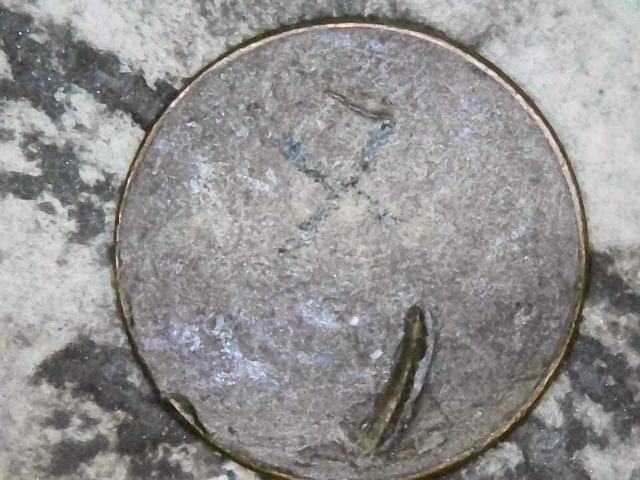 1950-Cent-I-Dont-Know-What-To-Call-It-I-Guess-A-Blank-Reverse