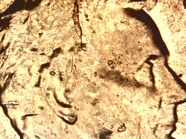 2019-Lincoln-Shield-Cent-Spike-Head