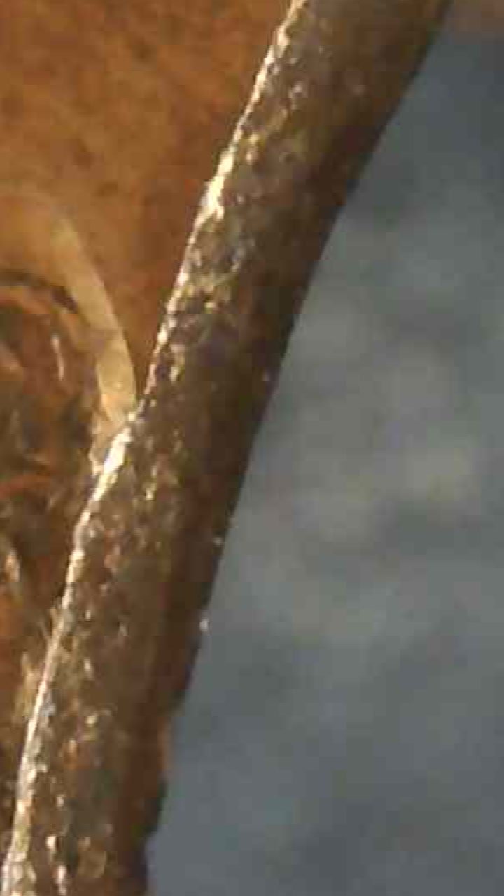 Fake-1952-D-Penny-Clip-Error?-Or-The-Real-Thing?