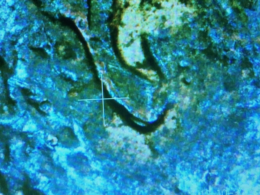 1986-D-Double-Ear?--Get-Graded?