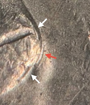 2011-D-Jefferson-Nickel-DDR