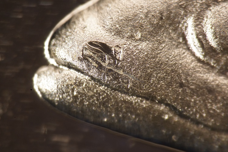 Telling-The-Difference-Between-50%-And-80%-1967-Silver-Quarters/Dimes