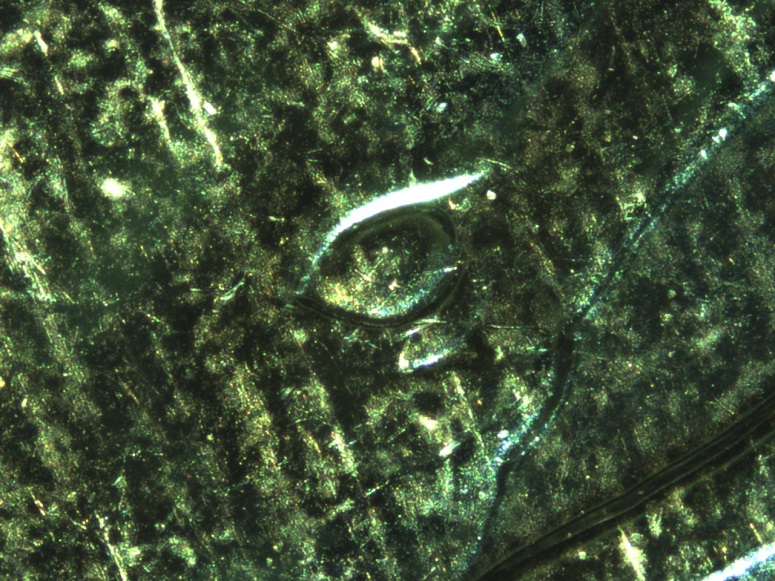 Canadian-Coin-Hologram-Issue