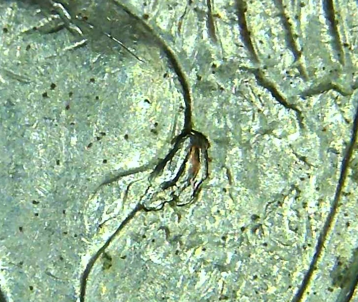 2006-North-Dakota-Quarter-Large-Die-Chip