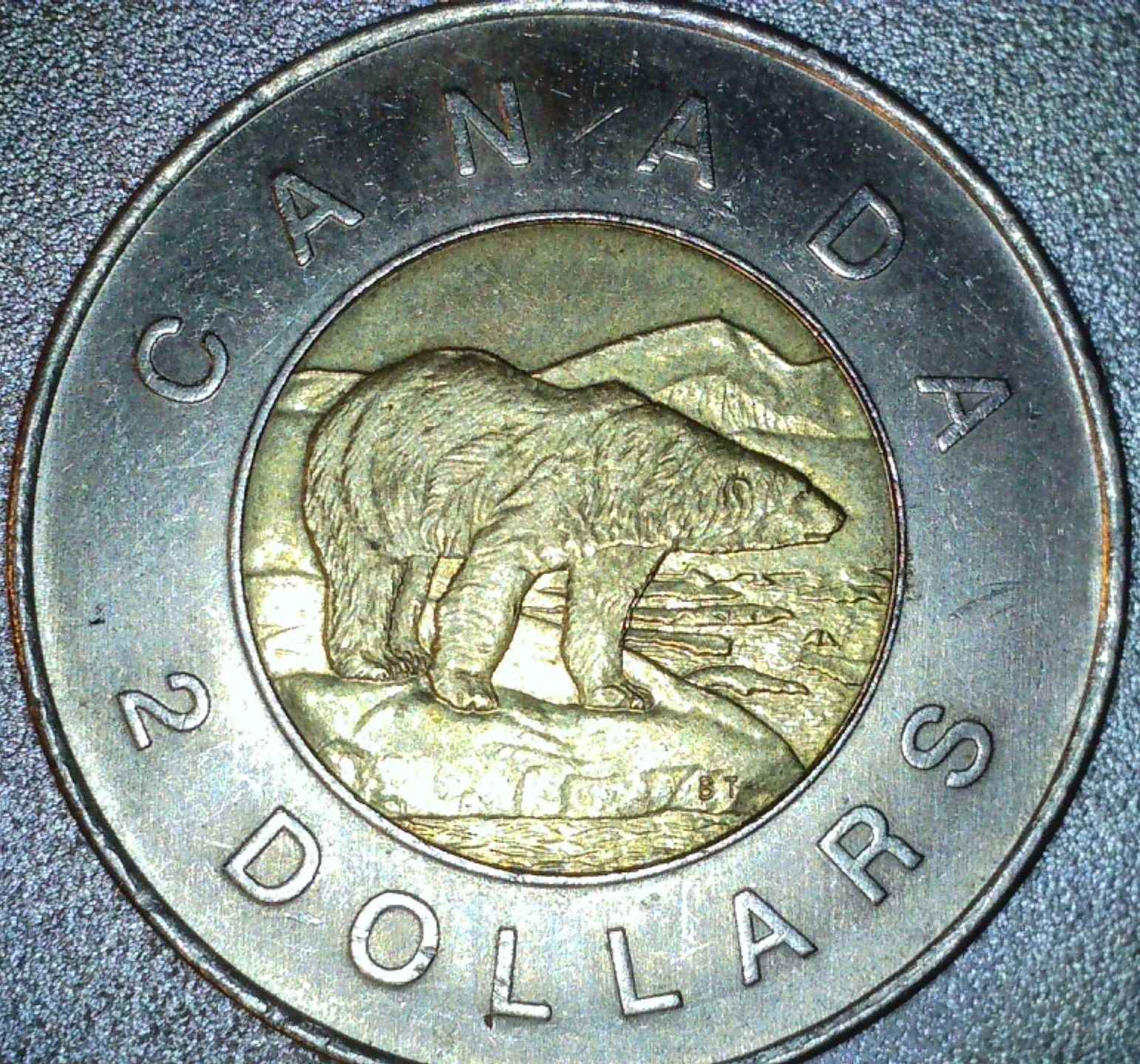 2005-Toonie,-Unknown-Error-On-Front-Legs-Of-Polar-Bear