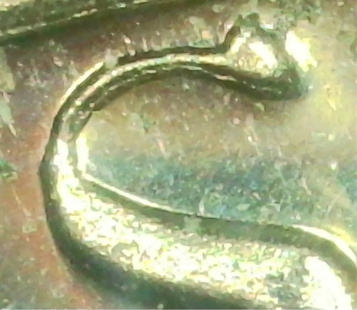 1970-S-Jefferson-Nickel-Proof-DDO?