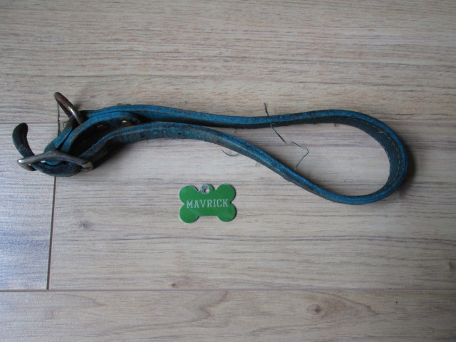 Tagged-And-Collared...--A-Dog-Day