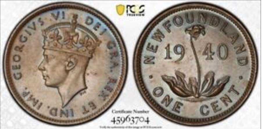 Very-Nice-Newfoundland-1c