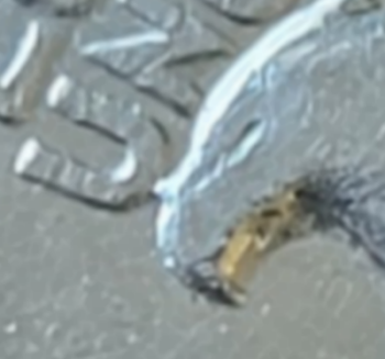 1993-D-Quarter-Horn-On-Eagles-Beak,-Eaglecorn