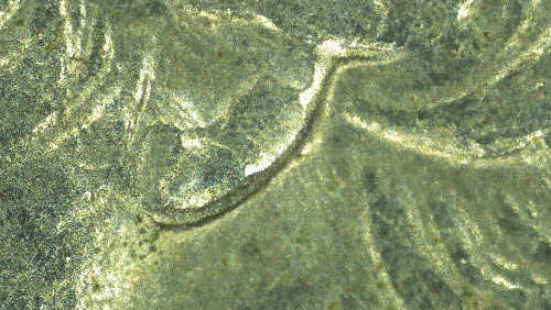 1994-D-Quarter-Has-Something-Going-On-With-The-Obverse-Maybe-MD