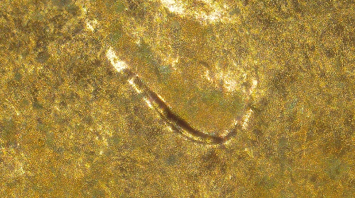 2014-Lincoln-Cent-Is-This-Just-MD-On-Lincolns-Ear