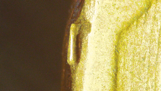 1944-LWC-Looks-Like-A-L-On-The-Reverse-Rim-And-Minor-Lamination-Above-The-R-In-Trust