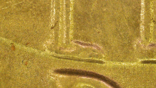 1976-D-Bicentennial-Quarter-Looks-Like-Doubling-At-Bottom-Of-Drum