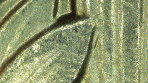 2018-P-Dime-WDDR-004