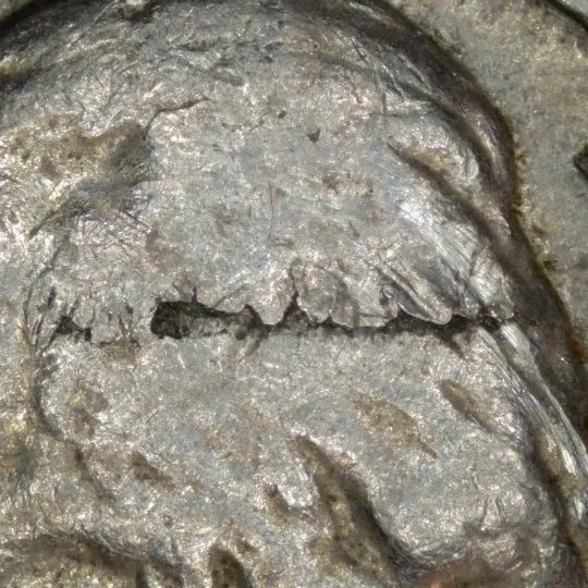 1961-Jefferson-Nickel-/-Lamination-Error