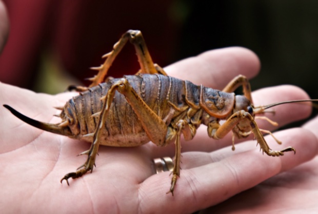 Post-Your-Coins-Depicting-Insects