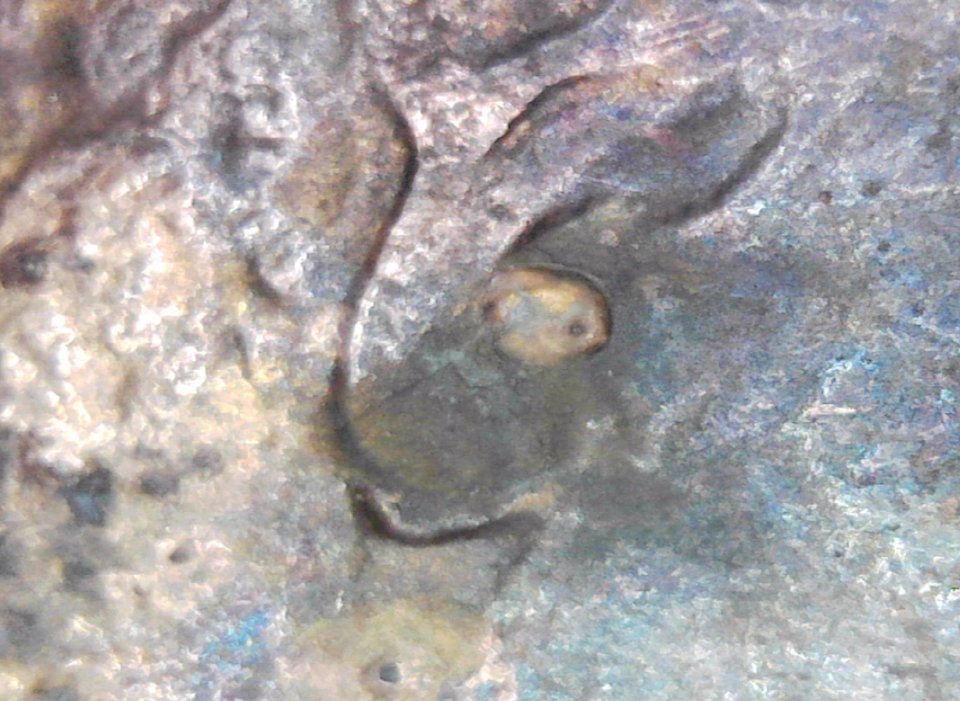 1988-Penny-Strong-Ear-Protruding?