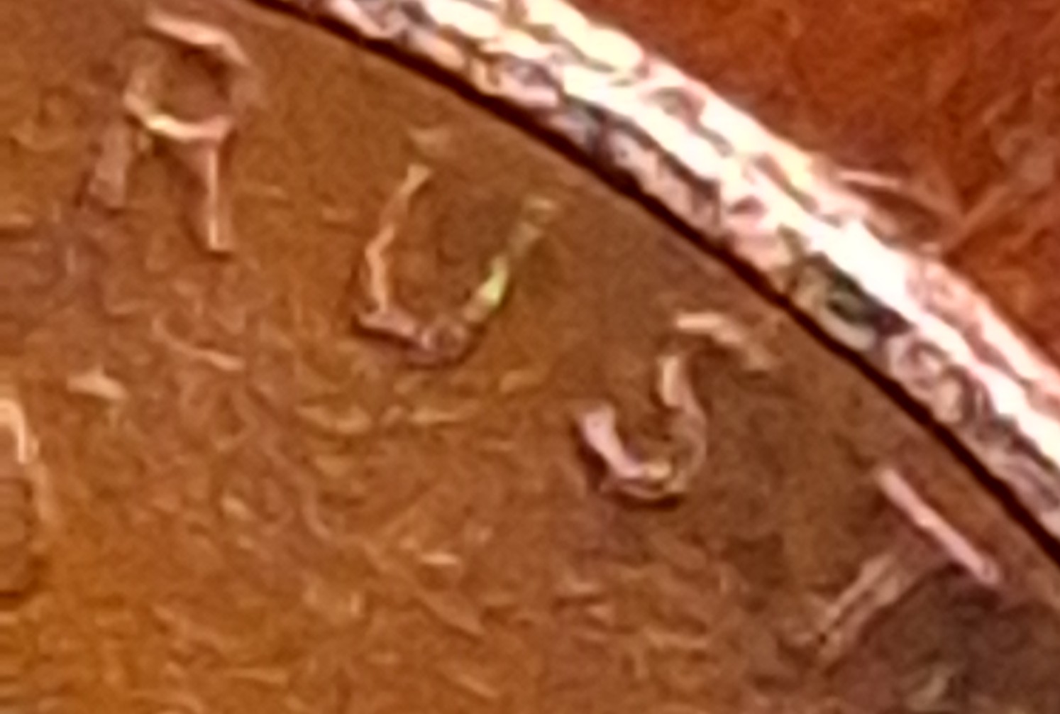 1986-D-Lincoln-Memorial-Cent-Question-Is-This-A-Genuine-Doubled-Die?
