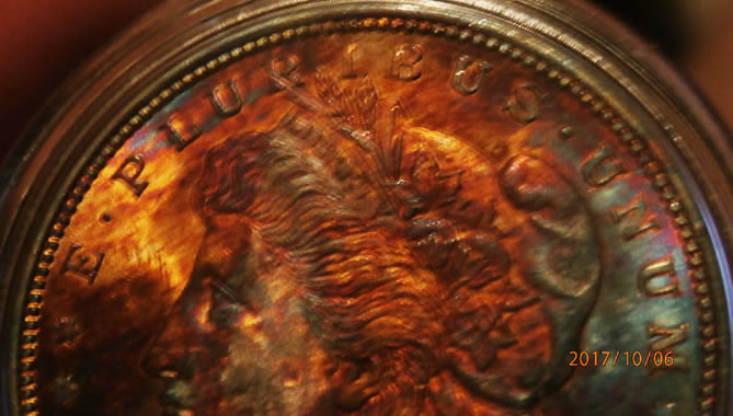 Any-Experts-On-Toned-Morgans?